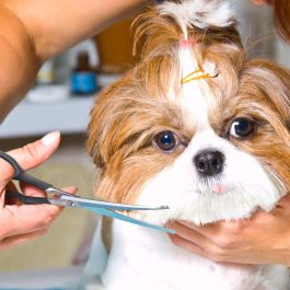 Pet Grooming Scissors – Safe Body & Facial Trimmer with Blunt Tips (2-Pack for Dogs & Cats)